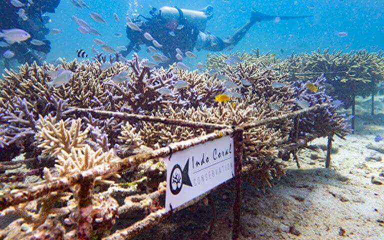 coral-farming-impact-goals