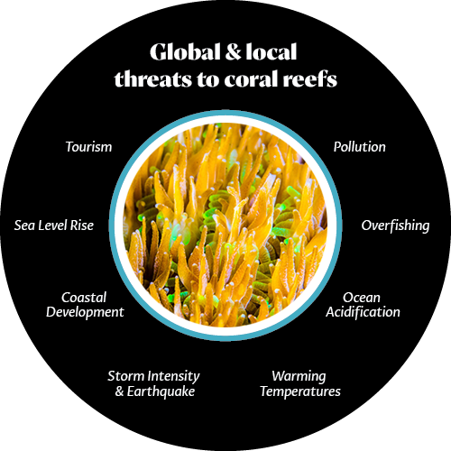 coral-farming-why-it-matter