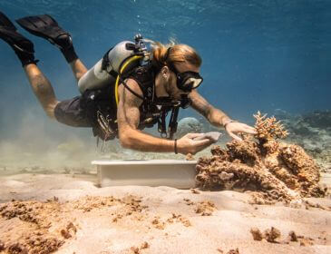 replanting