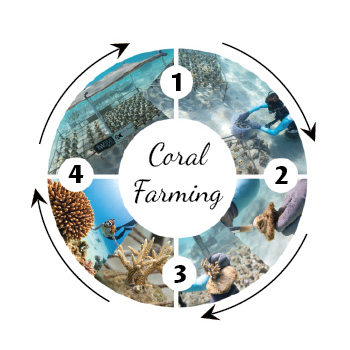 what-we-do-coral-restoration-indocoral