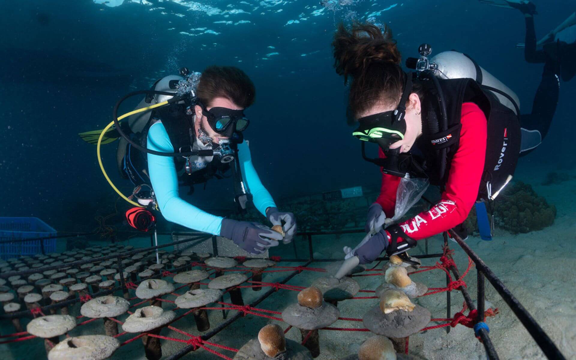 blog2-coral-farming-indonesia