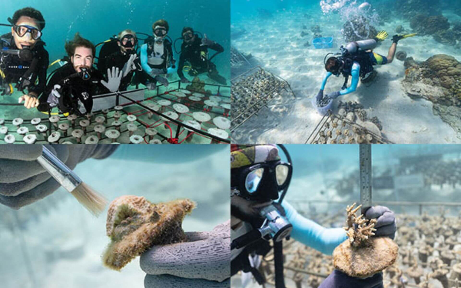 blog6-Coral-Farming-indo-coral-indonesia
