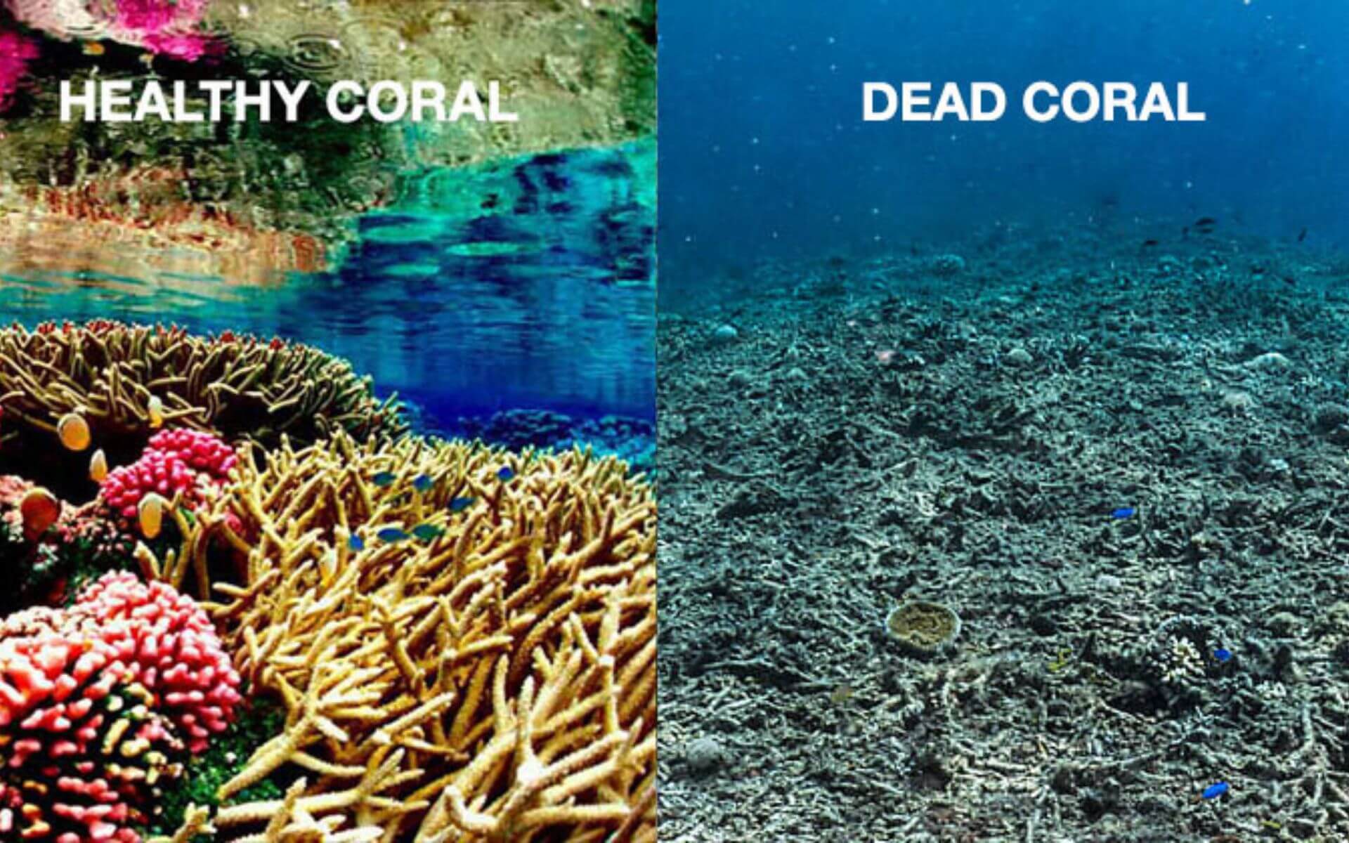 blog7-healthy-coral-vs-bleached-coral