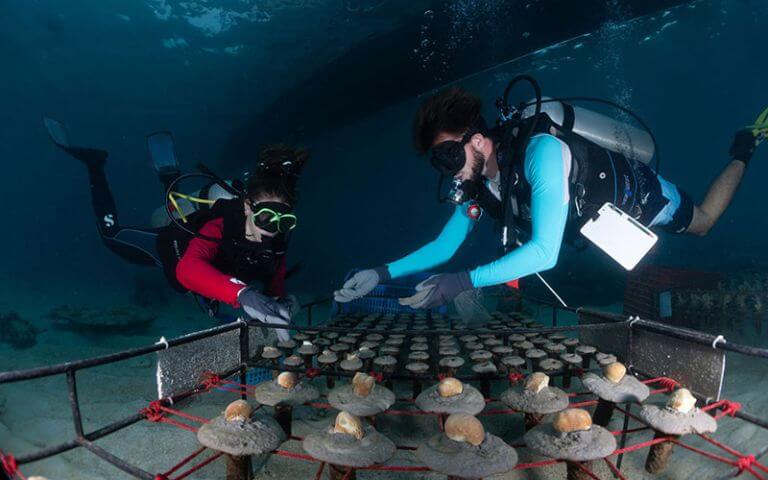 indo-coral-marine-conservation-internship-image-1
