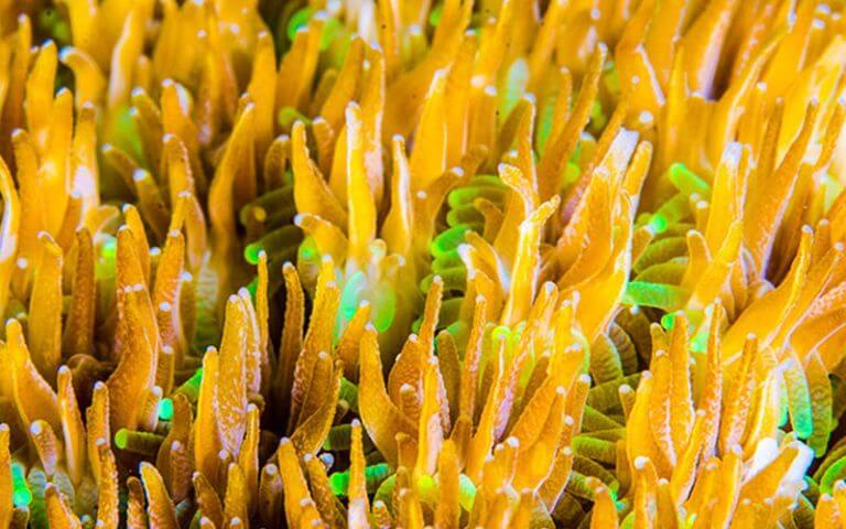 indo-coral-marine-conservation-internship-image-2