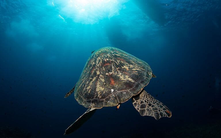 indo-coral-marine-conservation-internship-image-3