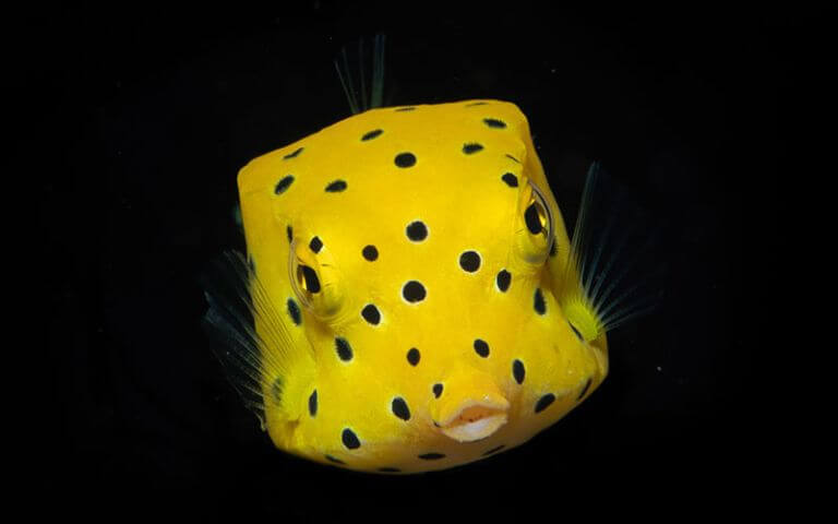 indo-coral-marine-conservation-internship-image-4