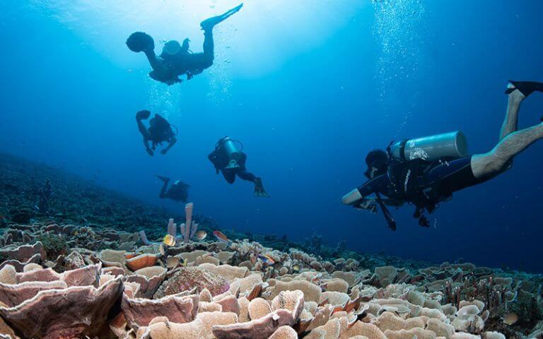 indo-coral-marine-conservation-internship-image-6