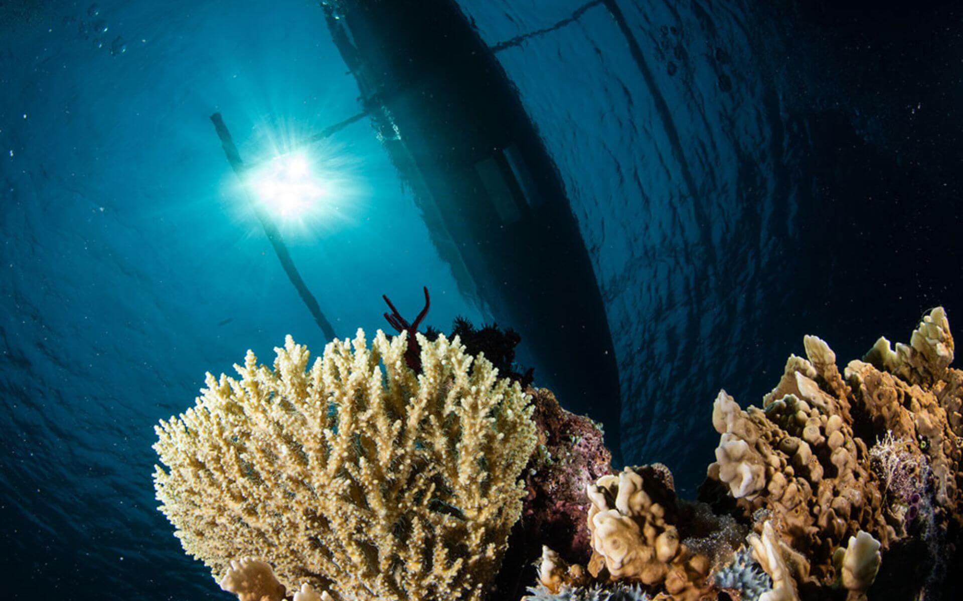 blog8-snorkeling-courses-gili-islands-indocoral-conservation