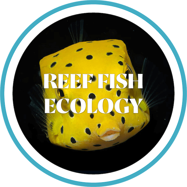 module-reef-fish-ecology-graphic