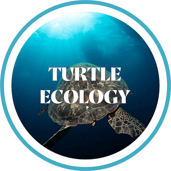 module-turtle-ecology-graphic