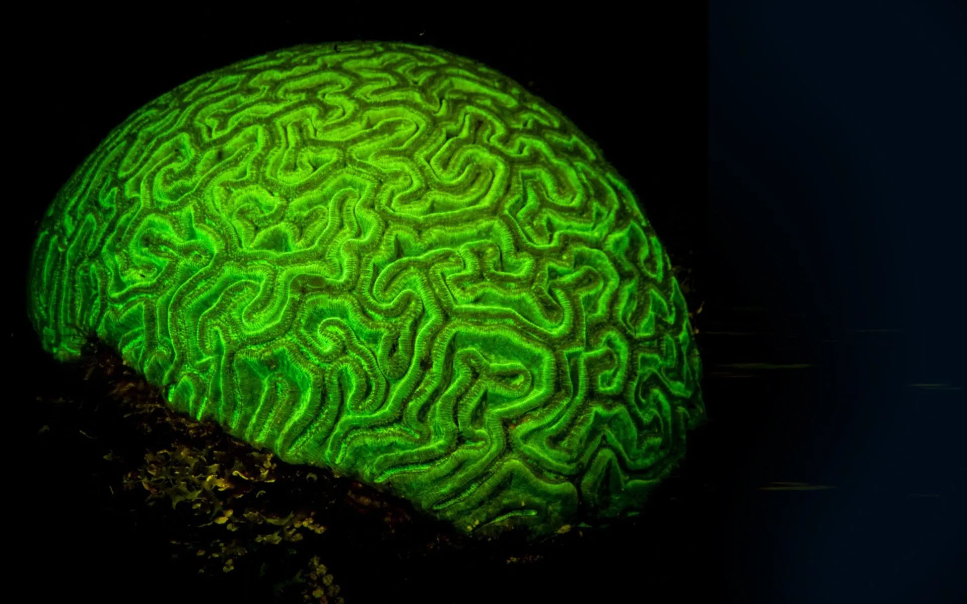 coral-Biofluorescence