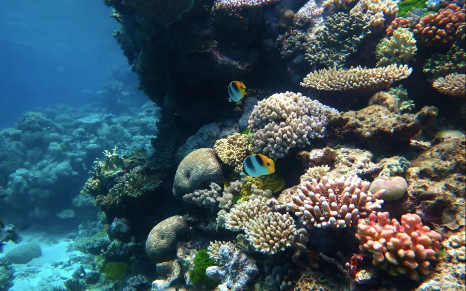 coral-architecture