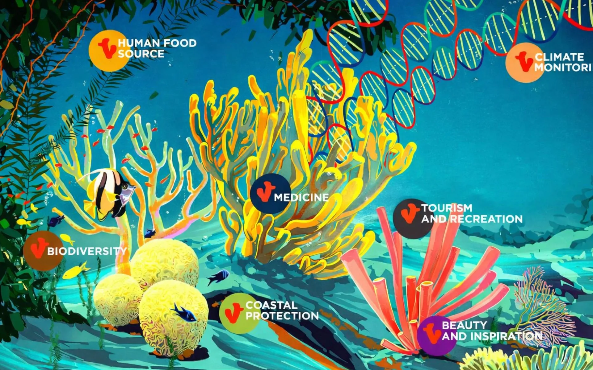 coral-matter