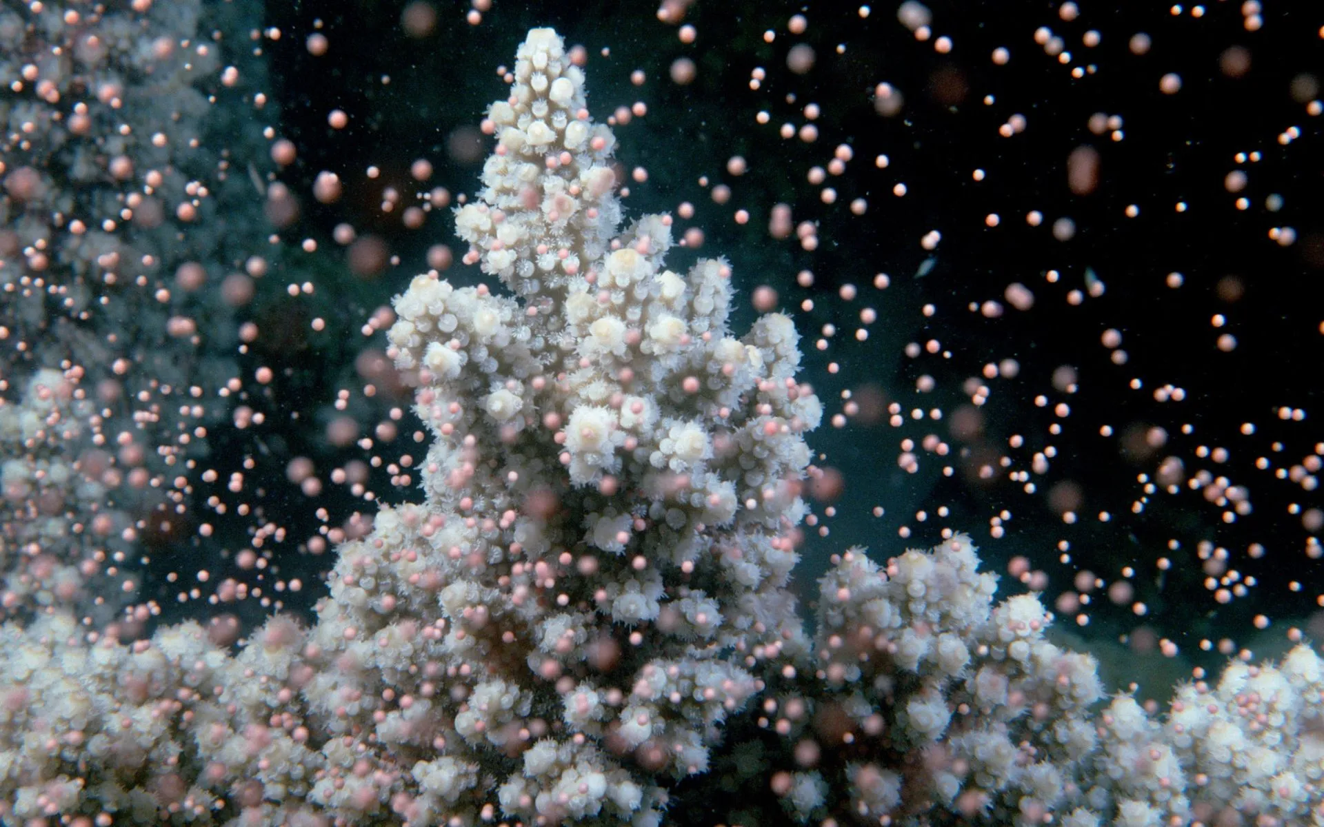 coral-reproduction