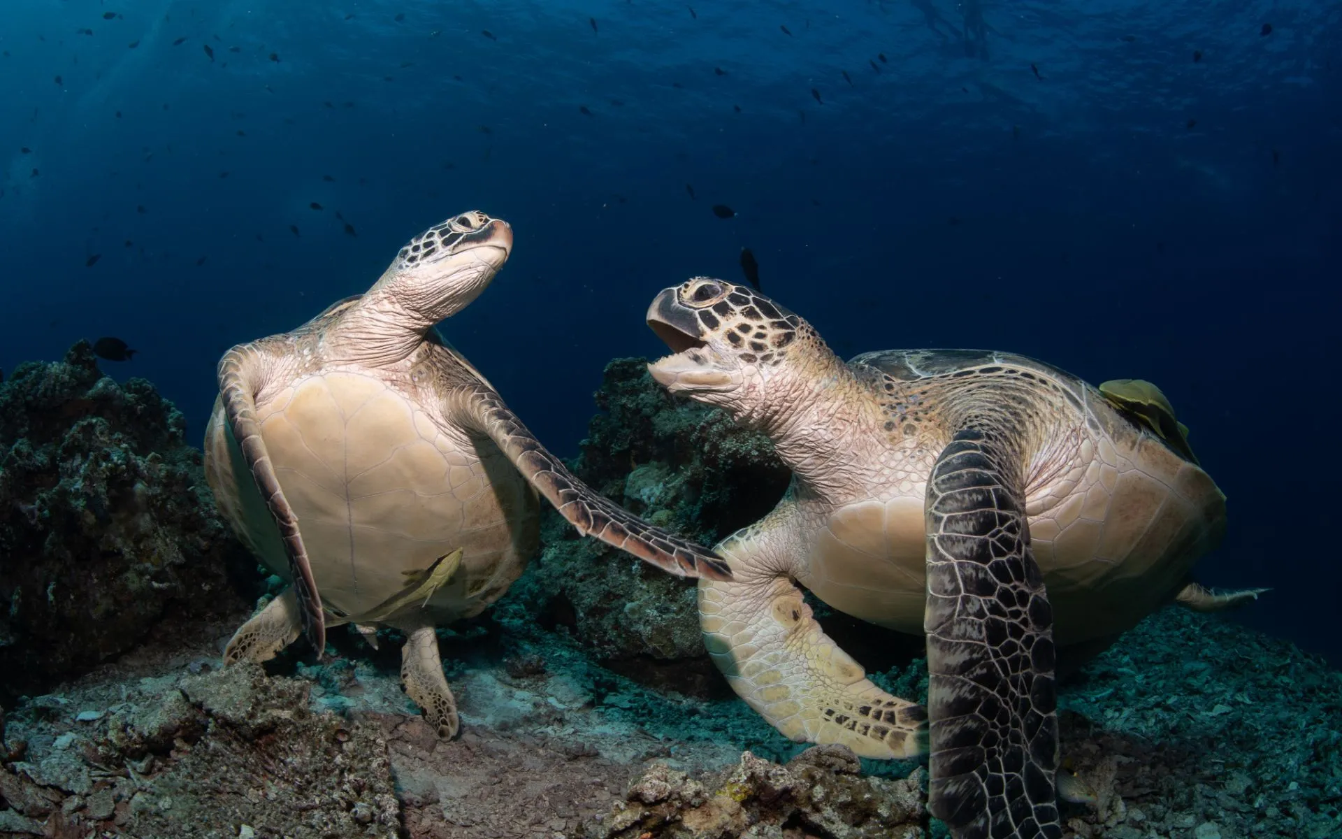 turtle-personalities