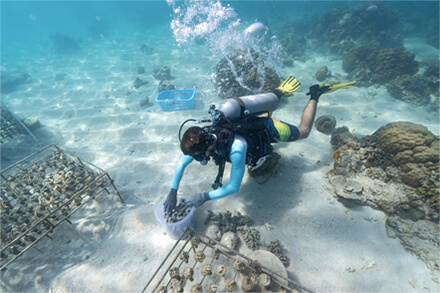 indo-coral-homepage-Marine-Conservation-Internship