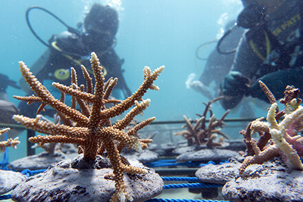 indo-coral-homepage-Marine-Ecology-Diver-Courses