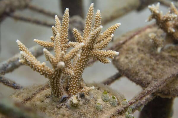 Coral Ecology Diver Course