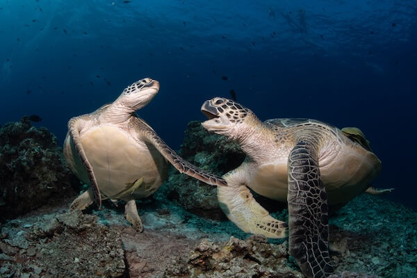 sea-turtle-diver